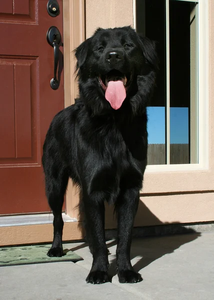 Cane in piedi sul portico anteriore — Foto Stock