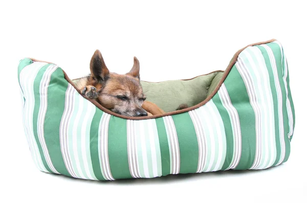 Chihuahua-Mischling macht Mittagsschlaf — Stockfoto