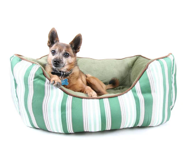 Pies w pieścić łóżko — Stockfoto