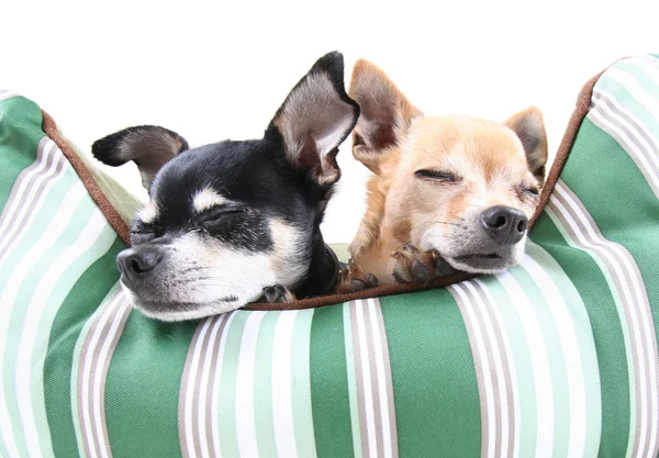 Two dogs in pet bed — Stock Photo, Image