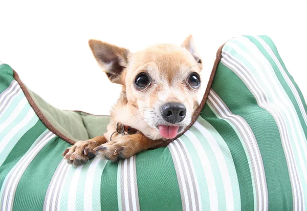 Chihuahua zijn tong uitsteekt — Stockfoto