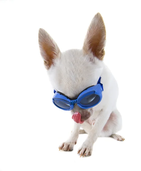 Chihuahua with goggles on — Stock Photo, Image