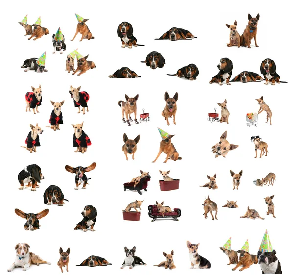Stor grupp av hundar — Stockfoto