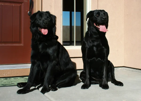 Dogs sitting on porch — Stock Photo, Image