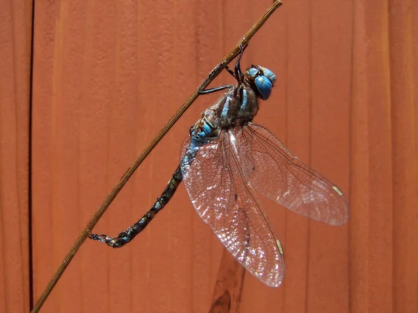 Dragonfly clinging to tree branch — Stock Photo, Image