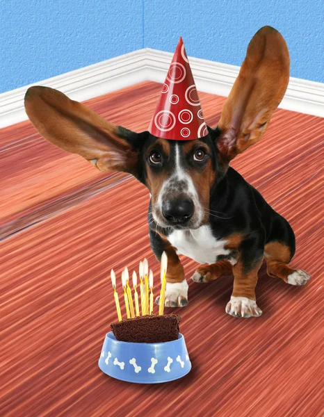 Basset hound with a piece of cake — Stock Photo, Image