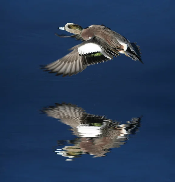 Pato volando sobre el agua — Foto de Stock