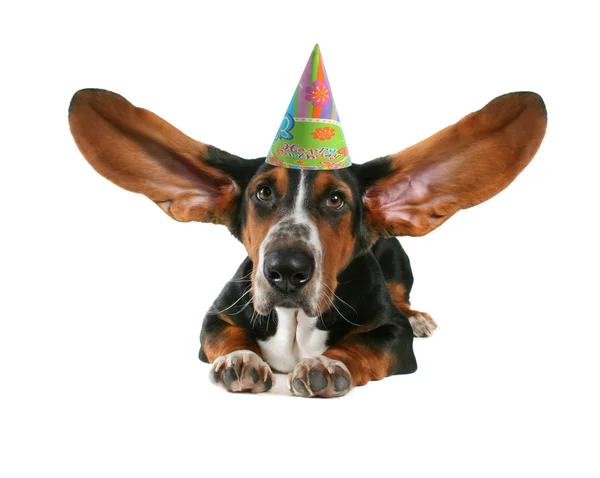 Bassettenhund mit flatternden Ohren — Stockfoto