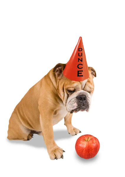 Bulldog with dunce hat on — Stock Photo, Image