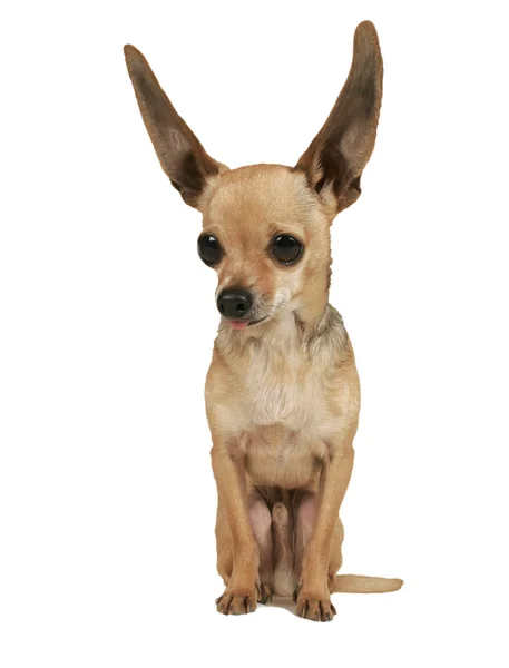 Chihuahua com orelhas batendo — Fotografia de Stock