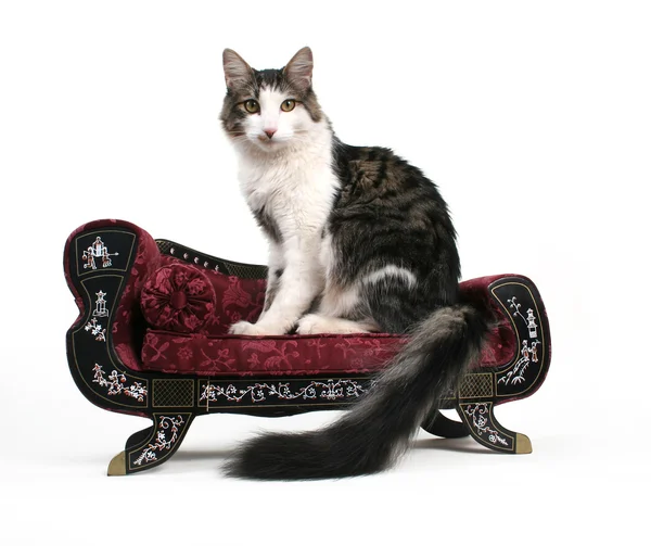 Küçük bir kanepede kedi — Stok fotoğraf