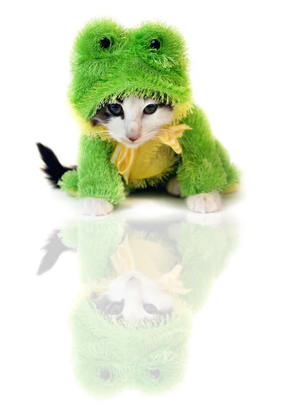 Kleine kitten in een kikker kostuum — Stockfoto