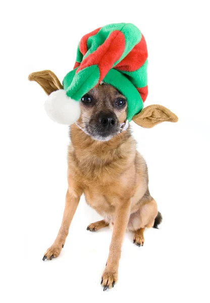 Chihuahua-mix verkleed als een elf — Stockfoto