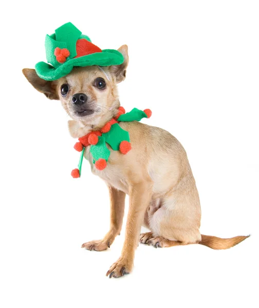 Chihuahua dressed up as an elf — Stock Photo, Image