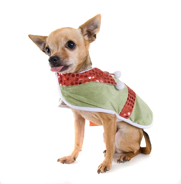 Chihuahua dressed up as an elf — Stock Photo, Image