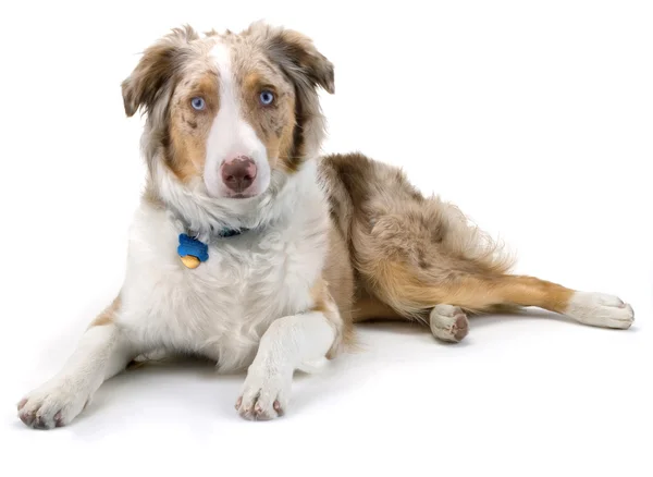 Australischer Schäferhund liegt — Stockfoto