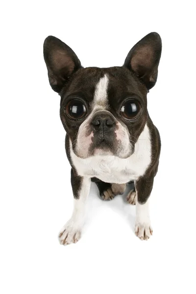 Boston terrier puppy with big eyes — Stock Photo, Image