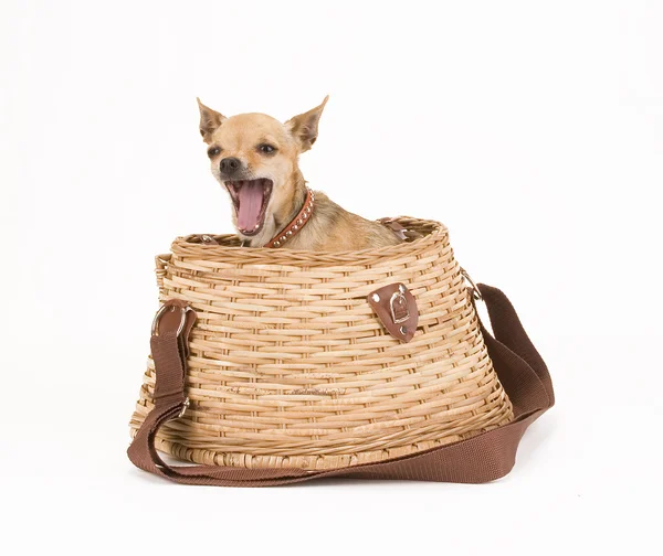 Chihuahua w creel połowów — Zdjęcie stockowe