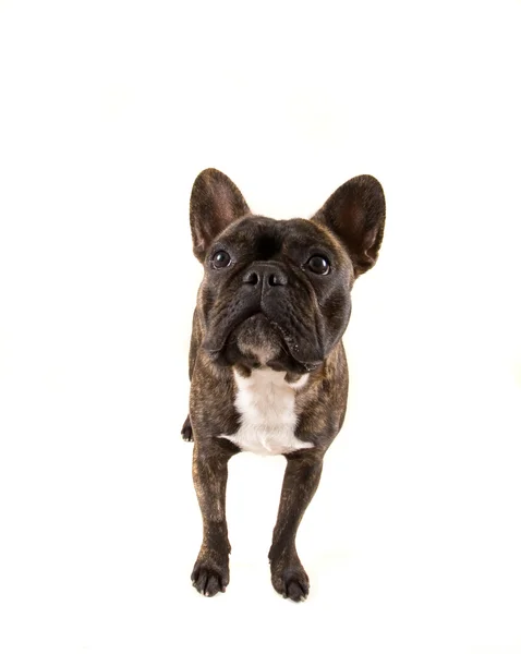 Französische Bulldogge — Stockfoto