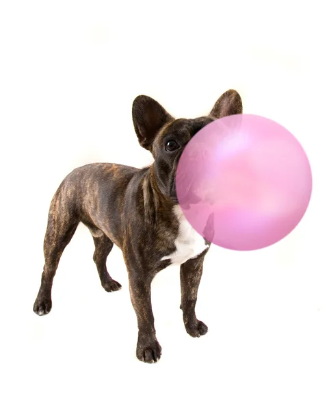 Bulldog francés con burbuja —  Fotos de Stock