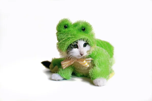 Chaton mignon en costume de grenouille — Photo