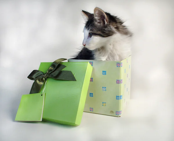 Tiny kitten in gift box — Stock Photo, Image
