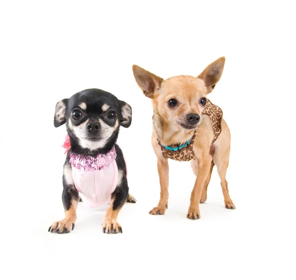 Boy dogs dressed as girl dogs — Stock Photo, Image
