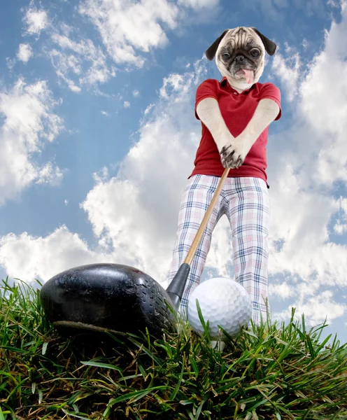 Golf mops高尔夫帕格 — Stockfoto
