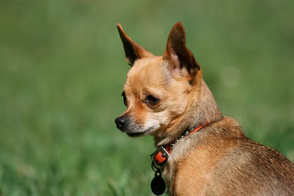 Piccolo chihuahua guardando fuori — Foto Stock