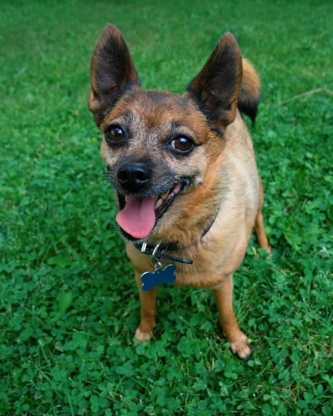 Chien debout dans l'herbe haletant — Photo