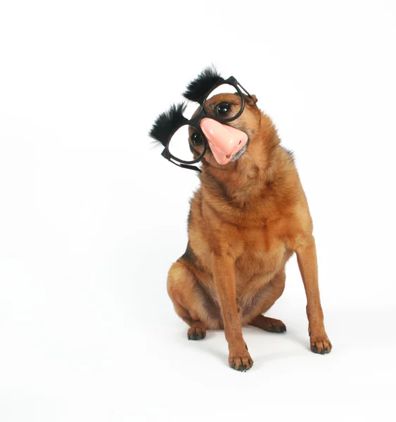 Hond met glazen en wenkbrauwen op — Stockfoto