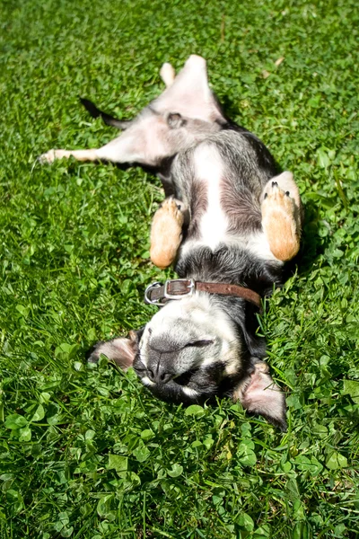 Chihuahua rollling in het gras — Stockfoto