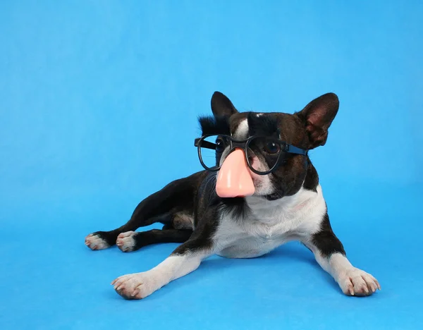 Cão com traje groucho marx em — Fotografia de Stock