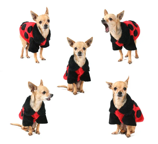 Chihuahua in ladybug coat — Stock Photo, Image