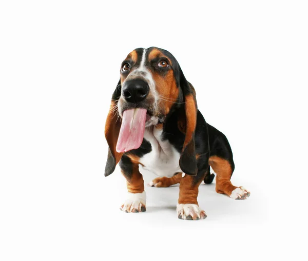 Basset putting out tongue — Stock Photo, Image