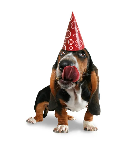 Basset hound com chapéu de aniversário — Fotografia de Stock