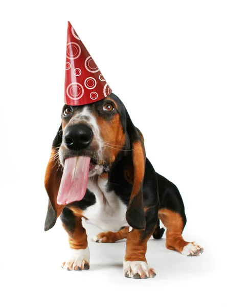 Basset hound met verjaardag hoed — Stockfoto