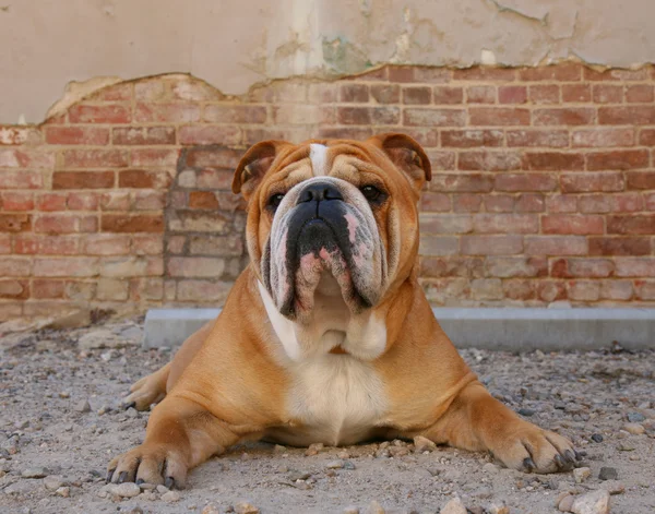 Bulldog in alley — Stock Photo, Image