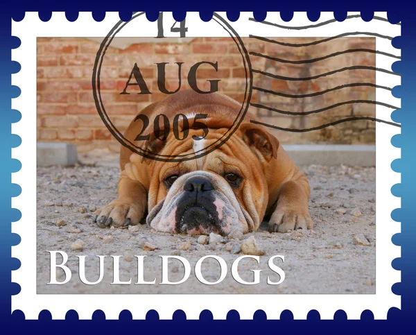 Bulldog op postmark — Stockfoto