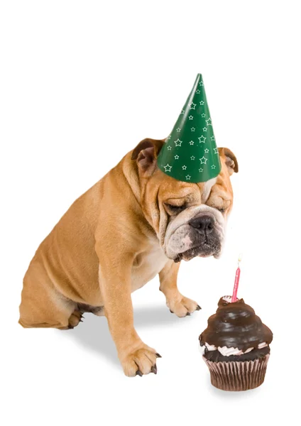 Bulldog com chapéu de festa — Fotografia de Stock