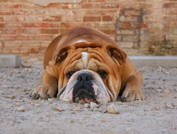 Bulldog em um beco — Fotografia de Stock