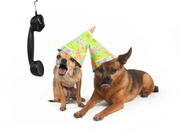 Dois cães com chapéus de aniversário — Fotografia de Stock