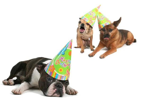 Três cães com chapéus de aniversário — Fotografia de Stock