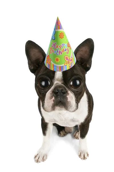 Boston terrier with birthday hat — Stock Photo, Image