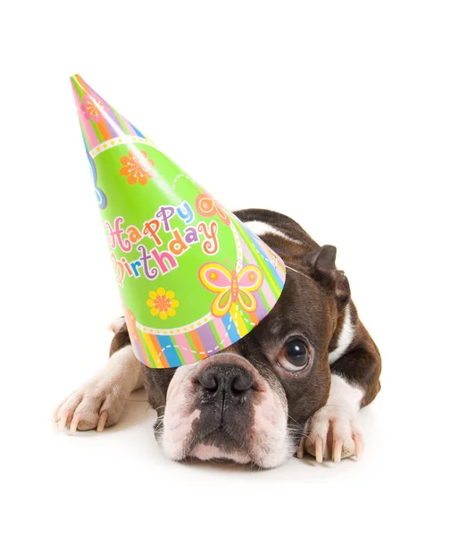 Boston terrier with birthday hat — Stock Photo, Image