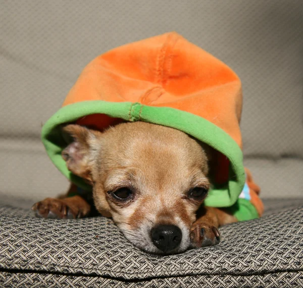 Chihuahua que põe no travesseiro — Fotografia de Stock