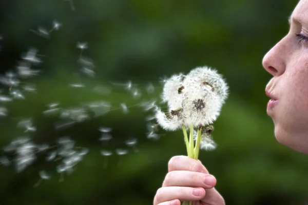 Meisje waait paardebloem — Stockfoto