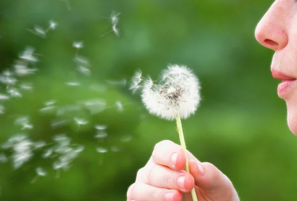 Meisje waait paardebloem — Stockfoto