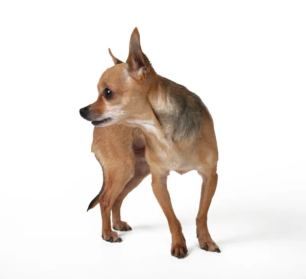 Симпатичні Собаки чихуахуа — стокове фото