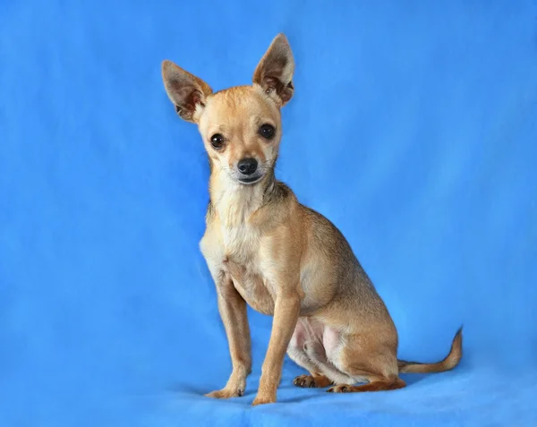 Winziger Chihuahua — Stockfoto